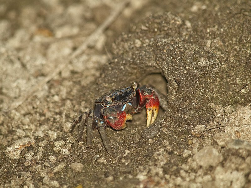 Crab, Gapang